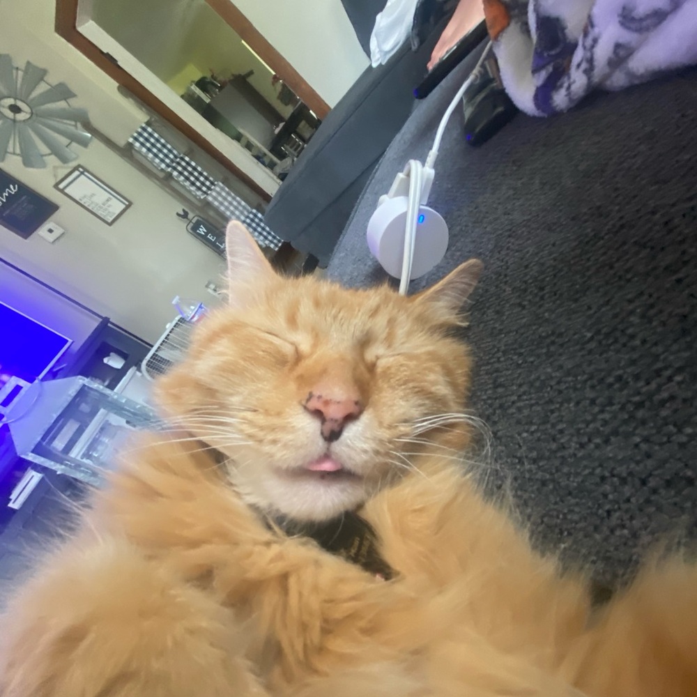 Meet your Posher, Amelia